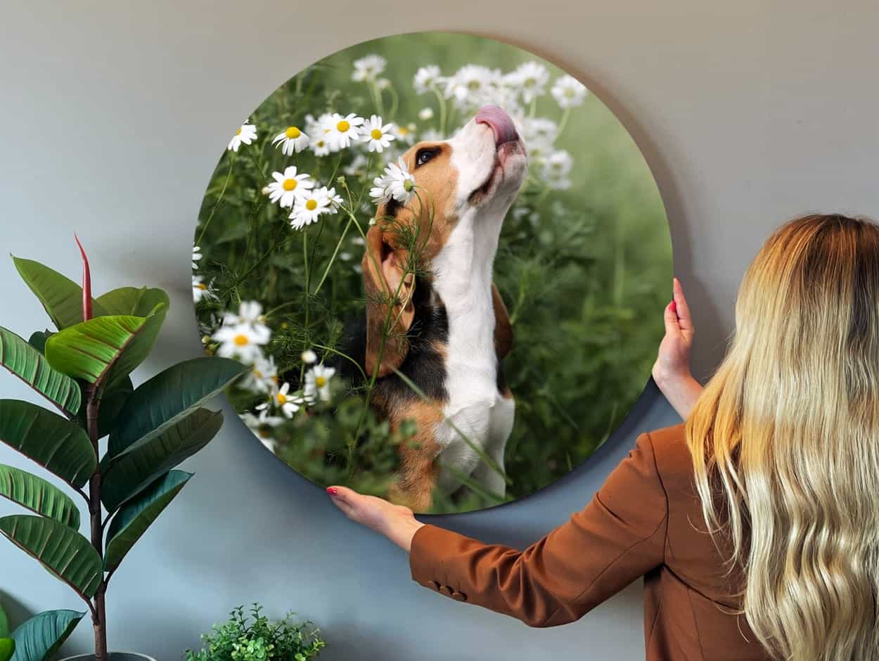 Afbeelding van een hond op forex rond