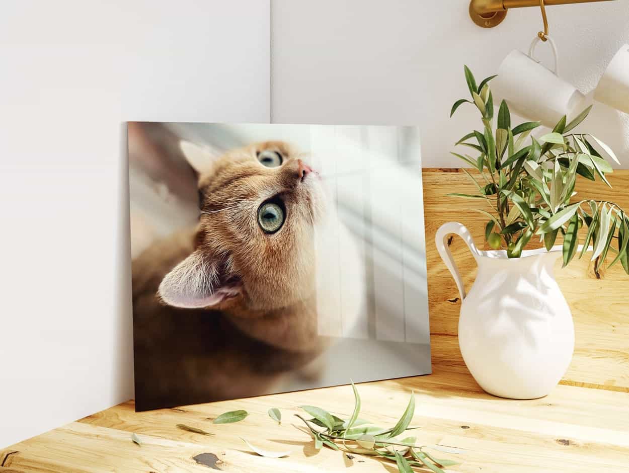 Afbeelding van een kat op HD-Metal