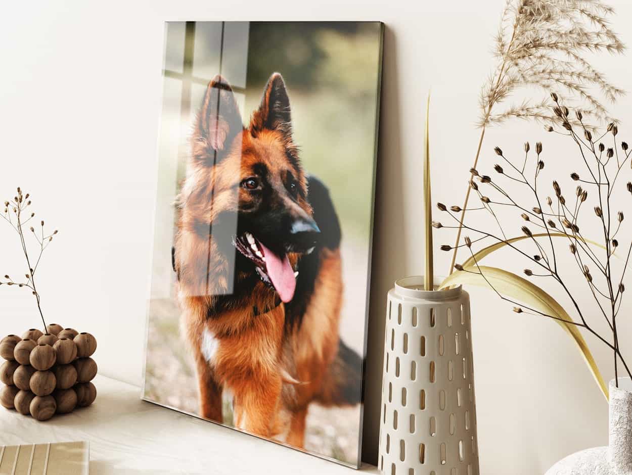 Afbeelding van een hond op plexiglas