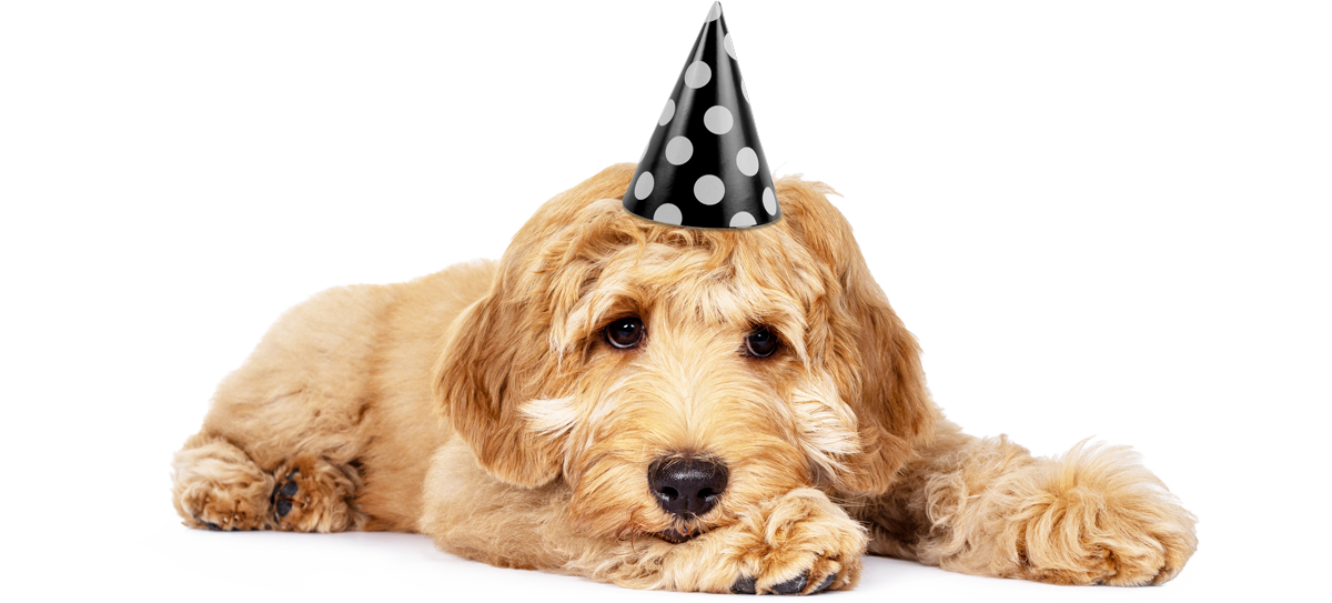 Lieve hond Tom met feestmuts